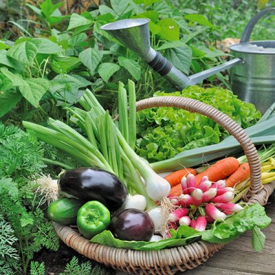 Start Your Own Edible Garden